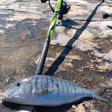 Mobile Limona Kamp alanı *